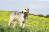 IRISH WOLFHOUND 207